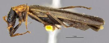 Media type: image;   Entomology 24175 Aspect: habitus lateral view